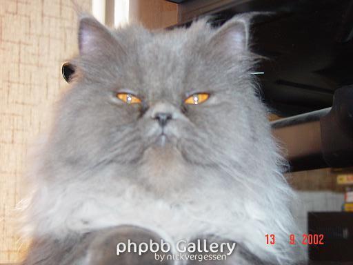 Кошка Слоняры